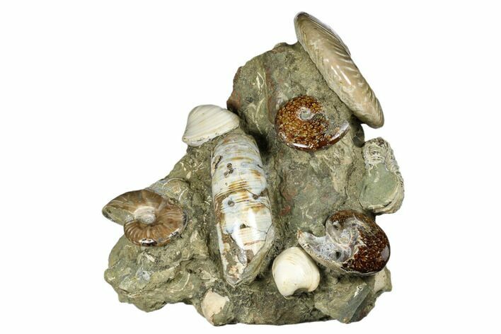 Tall, Composite Ammonite Fossil Display - Madagascar #175823